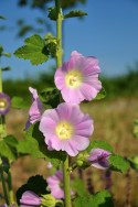 hollyhock-843453_1280