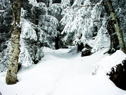 stockvault-snowy-forest132445