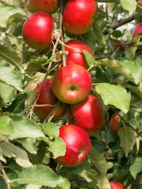 apple-tree-1473196