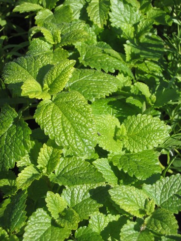 melissa-plants-lemon-balm-1165802