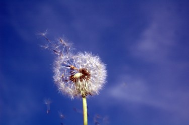 dandelion-38-1387988