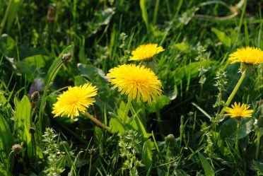 dandelions-1341698