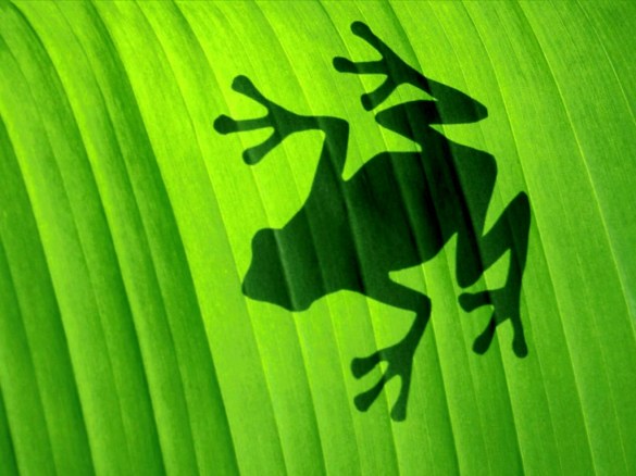 frog-shadow-1360285