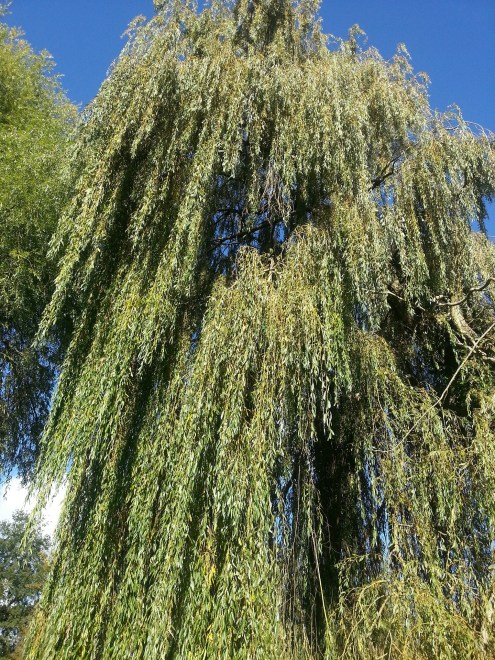 weeping-willow-186940_1920