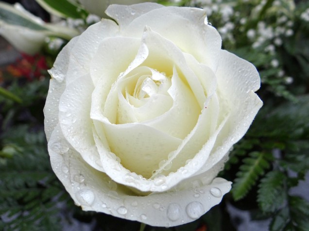 white-rose-2907862_1920
