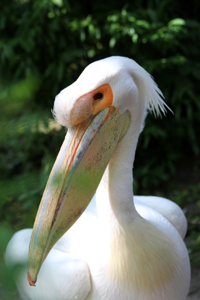 white-pelican-1926545_1920