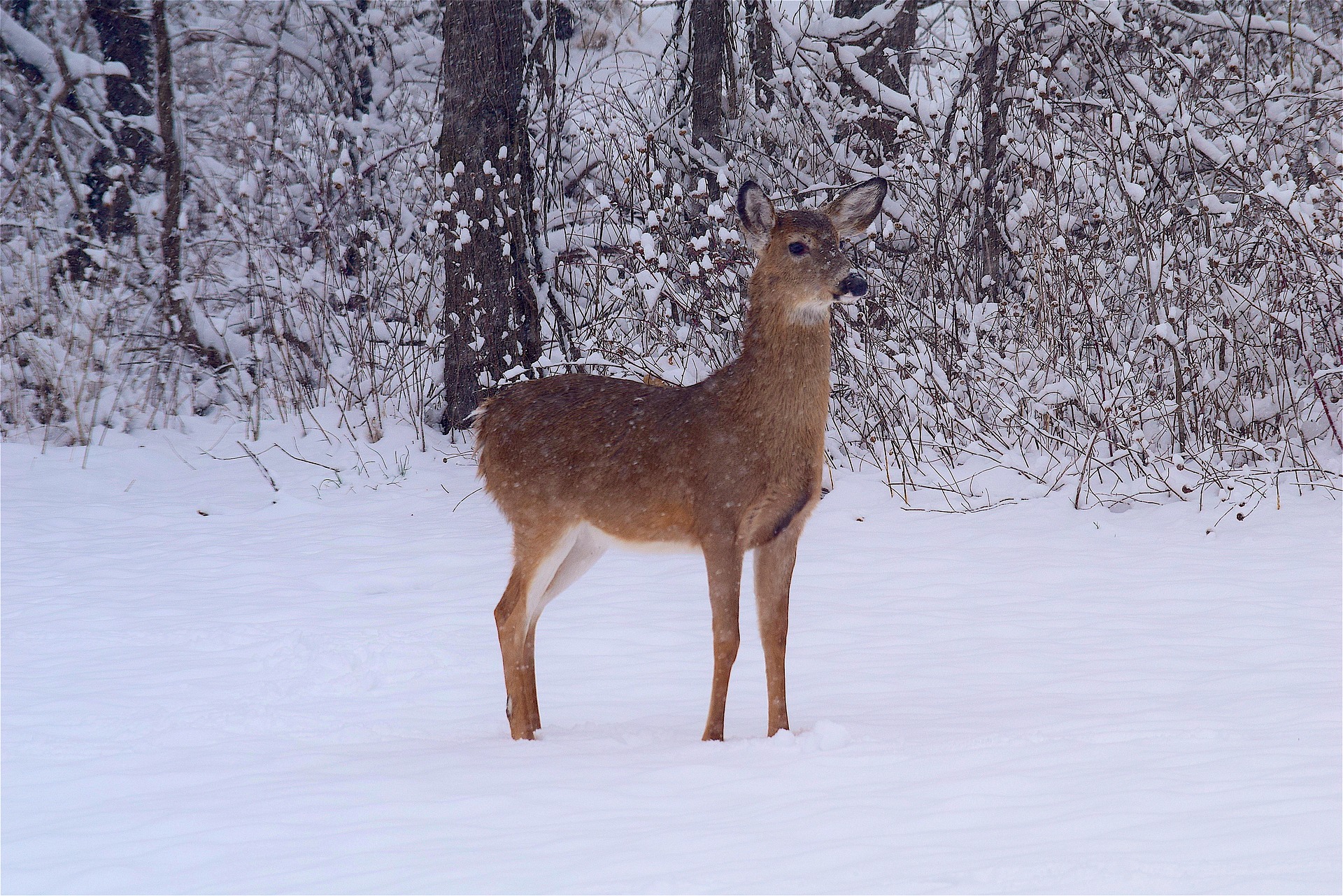 deer-2133424_1920