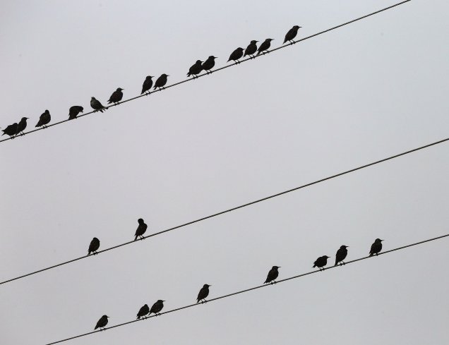 birds-on-electric-wires-3744908_1920