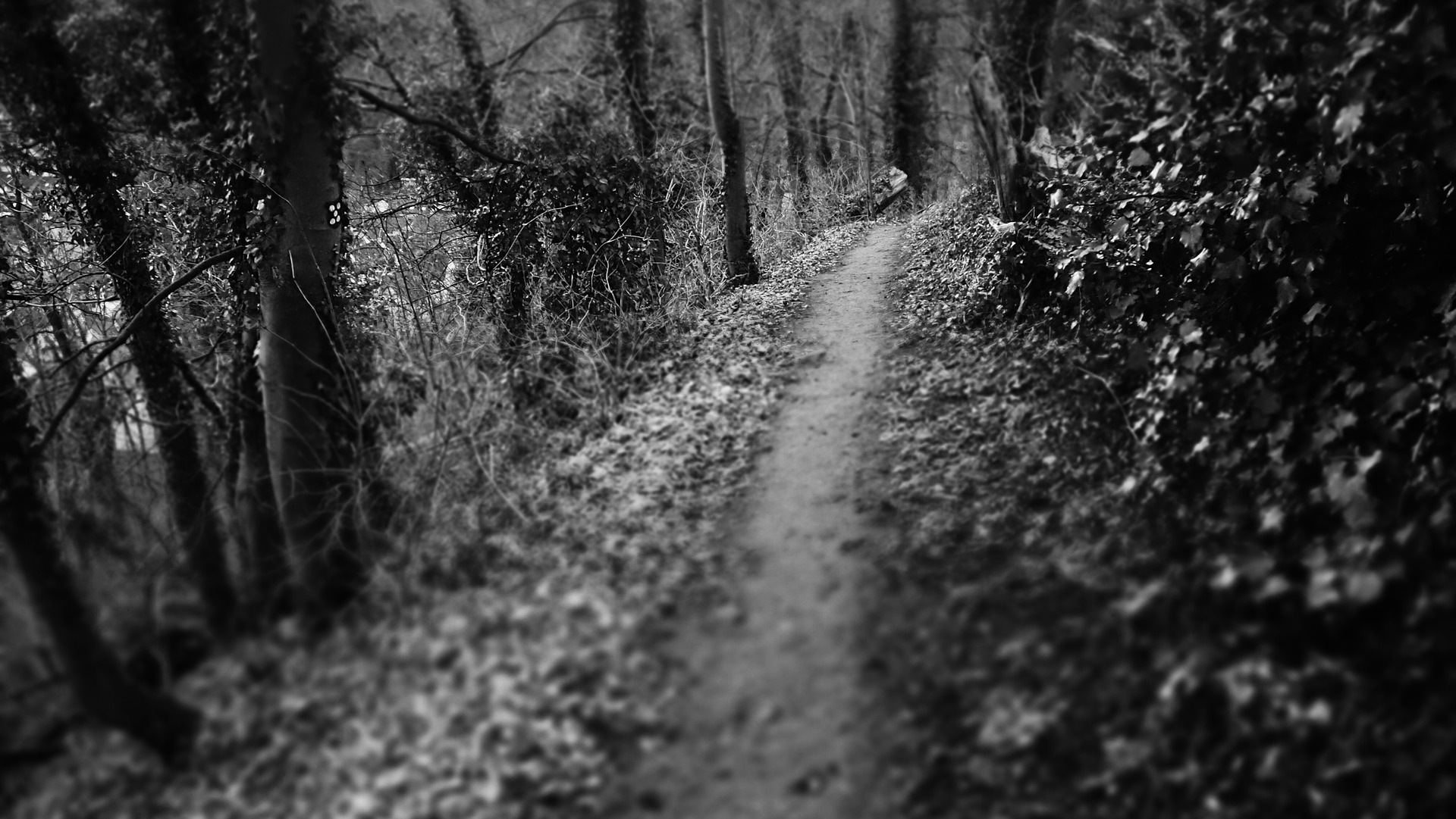dark-path-1303697_1920